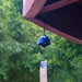 Rin Essense blue ceramic Japanese wind chime furin hanging from eave with decorative paper strip outdoors